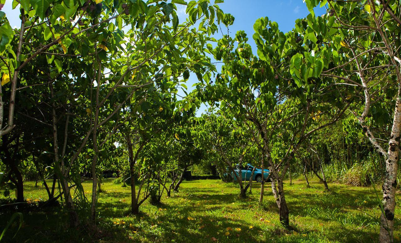 Pahoa Kirpal Meditation And Ecological Center المظهر الخارجي الصورة