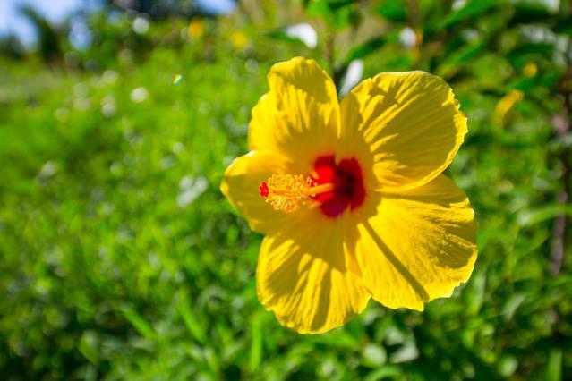 Pahoa Kirpal Meditation And Ecological Center المظهر الخارجي الصورة