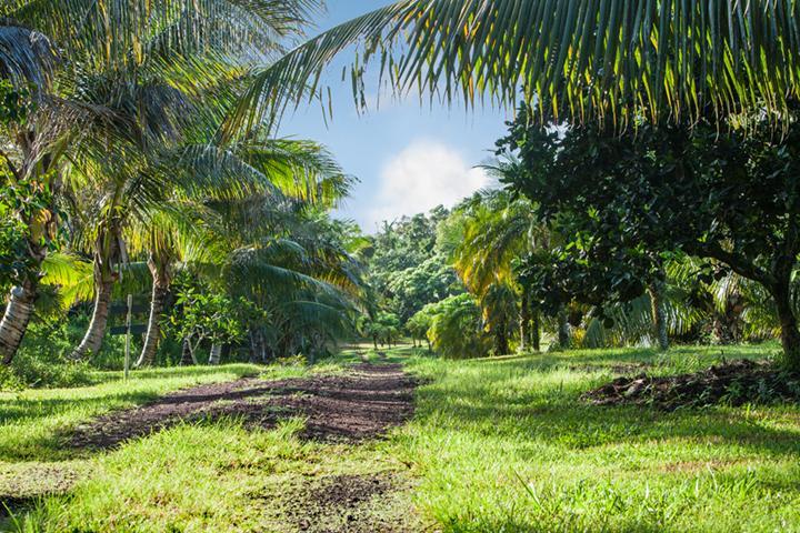 Pahoa Kirpal Meditation And Ecological Center المظهر الخارجي الصورة