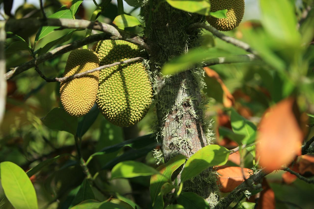 Pahoa Kirpal Meditation And Ecological Center المظهر الخارجي الصورة