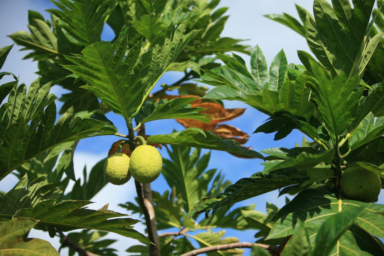 Pahoa Kirpal Meditation And Ecological Center المظهر الخارجي الصورة