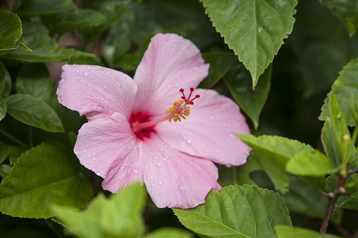 Pahoa Kirpal Meditation And Ecological Center المظهر الخارجي الصورة